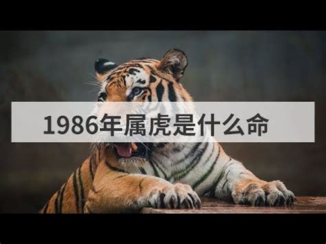 1986年是什麼虎|【1986年是什麼虎】1986年生肖虎運勢大揭密：今年「不一般。